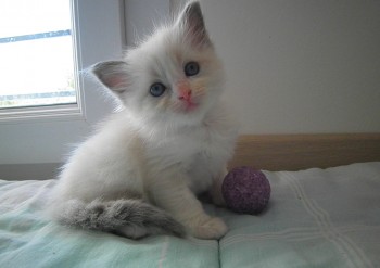 chaton femelle blue bicolour RESERVEE